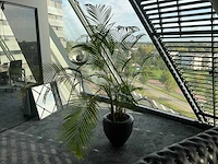 Plant met pot - afbeelding 3 van  3