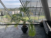 Plant met pot - afbeelding 2 van  3