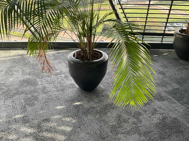 Plant met pot - afbeelding 1 van  3