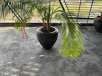 Plant met pot - afbeelding 1 van  3