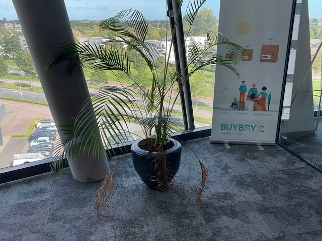 Plant met pot - afbeelding 2 van  2