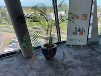 Plant met pot - afbeelding 2 van  2