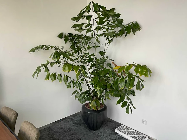 Plant met pot - afbeelding 3 van  3