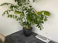 Plant met pot - afbeelding 2 van  3