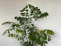 Plant met pot - afbeelding 1 van  3