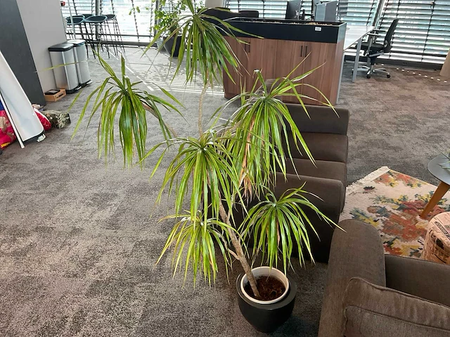 Plant met pot - afbeelding 1 van  2