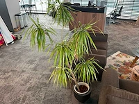 Plant met pot