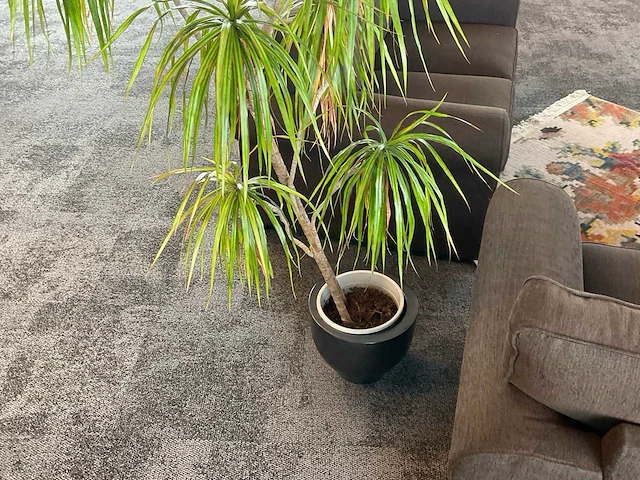 Plant met pot - afbeelding 2 van  2