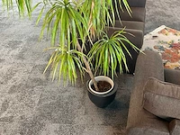 Plant met pot - afbeelding 2 van  2