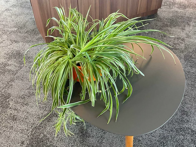 Plant met pot - afbeelding 1 van  1