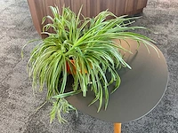 Plant met pot - afbeelding 1 van  1