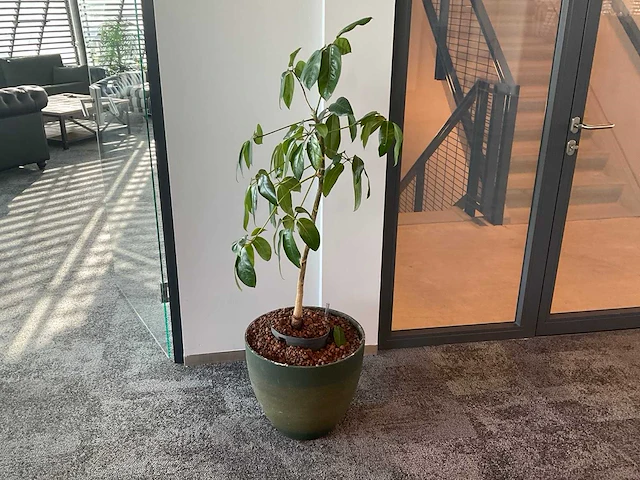 Plant met pot - afbeelding 1 van  1