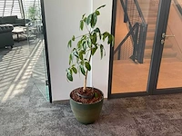 Plant met pot - afbeelding 1 van  1