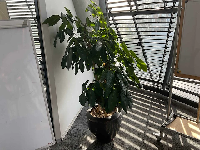 Plant met pot - afbeelding 1 van  3