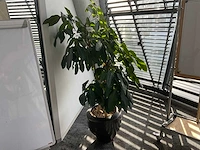 Plant met pot - afbeelding 1 van  3
