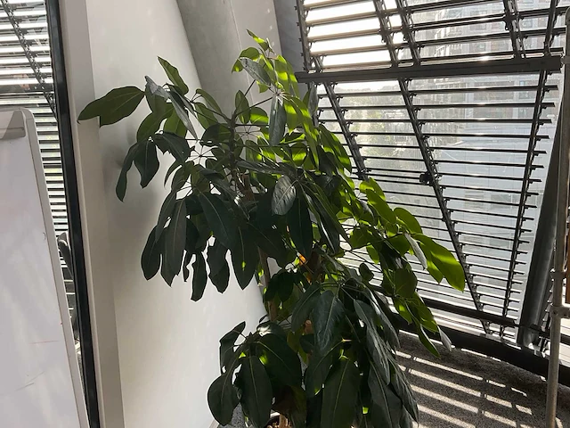 Plant met pot - afbeelding 2 van  3