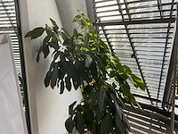 Plant met pot - afbeelding 2 van  3