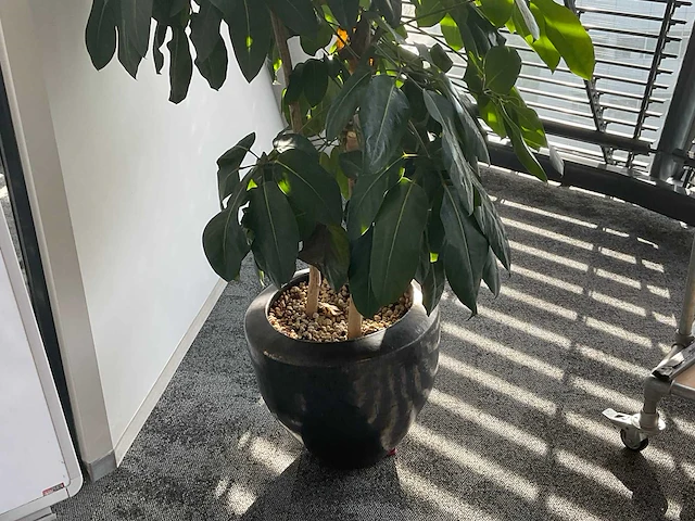 Plant met pot - afbeelding 3 van  3