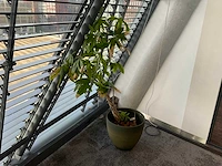 Plant met pot - afbeelding 3 van  3