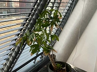 Plant met pot - afbeelding 2 van  3
