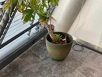 Plant met pot - afbeelding 1 van  3
