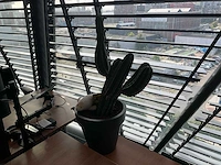 Plant met pot - afbeelding 2 van  2