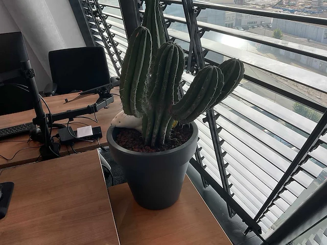 Plant met pot - afbeelding 1 van  2