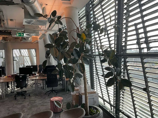 Plant met pot - afbeelding 3 van  4