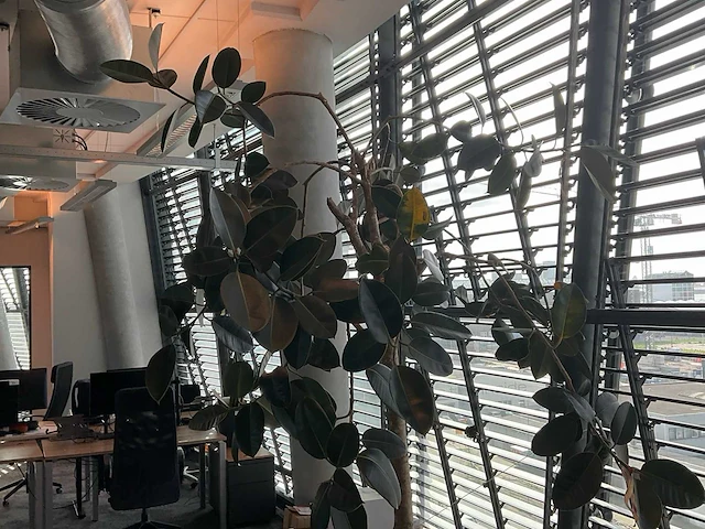 Plant met pot - afbeelding 1 van  4