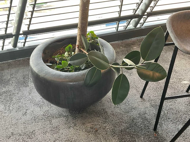 Plant met pot - afbeelding 2 van  4