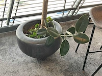 Plant met pot - afbeelding 2 van  4