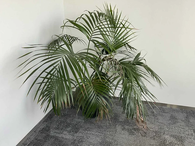 Plant met pot - afbeelding 1 van  1