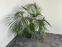 Plant met pot