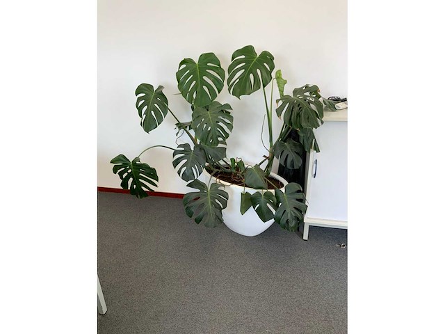 Plant met pot - afbeelding 4 van  5