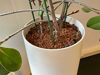 Plant met pot - afbeelding 2 van  3