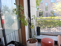 Plant op hydrocultuur. totale hoogte 180 cm. - afbeelding 1 van  2
