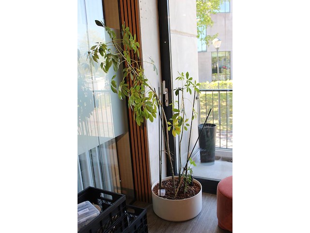 Plant op hydrocultuur. totale hoogte 180 cm. - afbeelding 2 van  2
