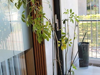 Plant op hydrocultuur. totale hoogte 180 cm. - afbeelding 2 van  2