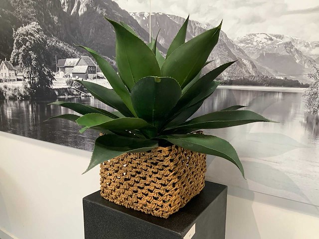 Plant op sokkel - afbeelding 2 van  3