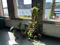 Planten in potten (7x) - afbeelding 1 van  5
