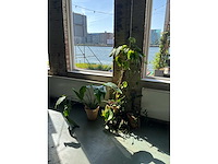 Planten in potten (7x) - afbeelding 2 van  5