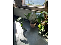 Planten in potten (7x) - afbeelding 3 van  5