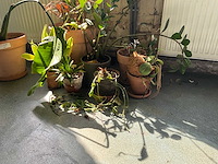 Planten in potten (7x) - afbeelding 4 van  5