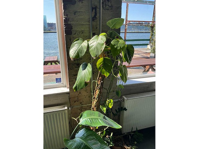 Planten in potten (7x) - afbeelding 5 van  5