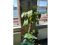 Planten in potten (7x) - afbeelding 5 van  5