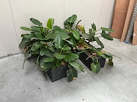 Planten met bak (2x) - afbeelding 3 van  6