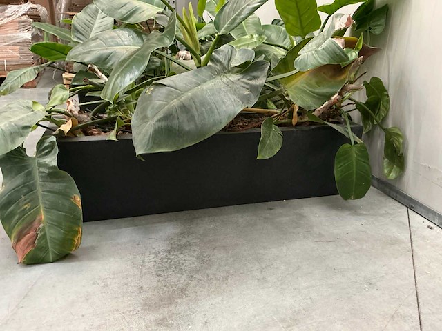 Planten met bak (2x) - afbeelding 4 van  6