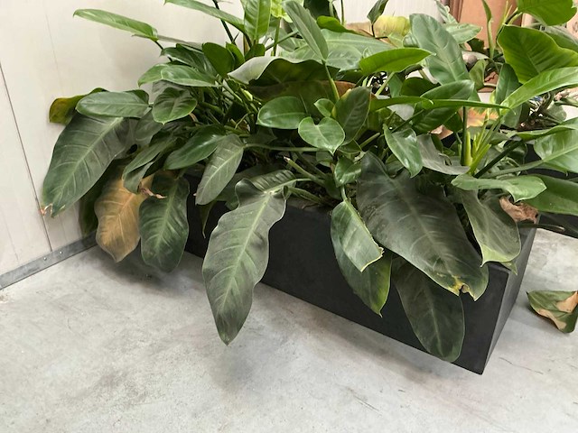 Planten met bak (2x) - afbeelding 5 van  6