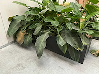 Planten met bak (2x) - afbeelding 5 van  6
