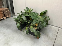 Planten met bak (2x) - afbeelding 1 van  7
